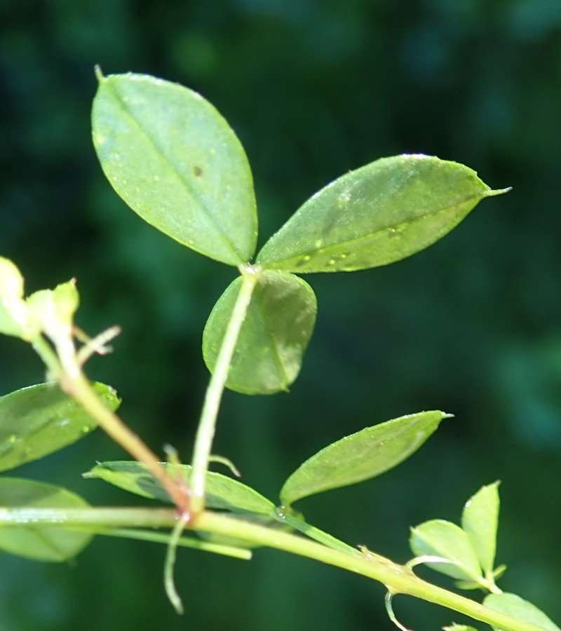 Indigofera erecta photo 3
