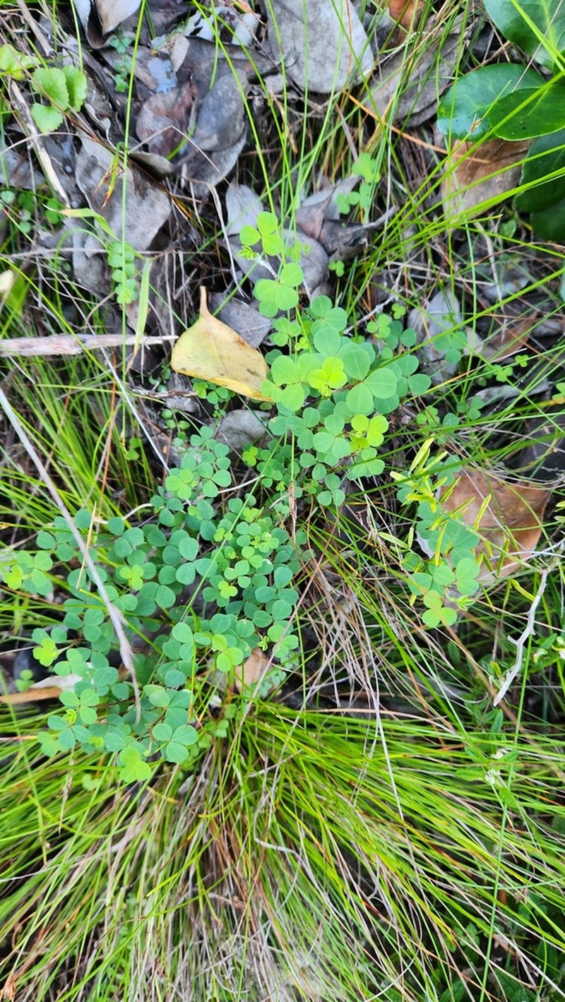 Indigofera erecta photo 4