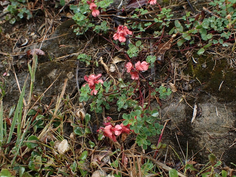 Indigofera erecta photo 5