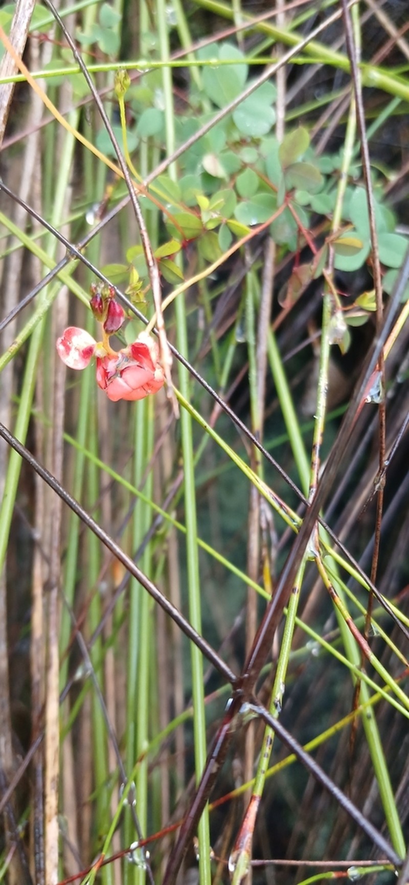 Indigofera erecta photo 6
