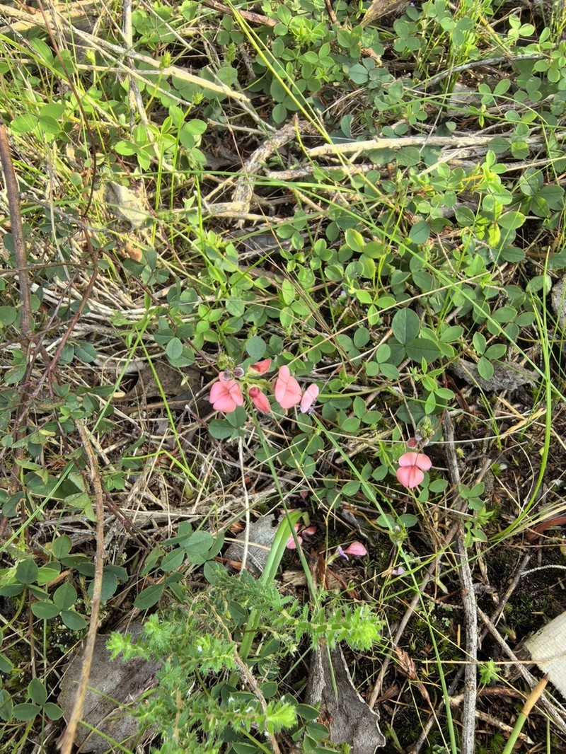 Indigofera erecta photo 7