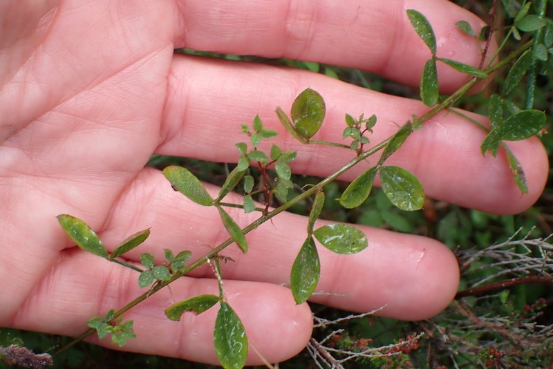 Indigofera erecta photo 8