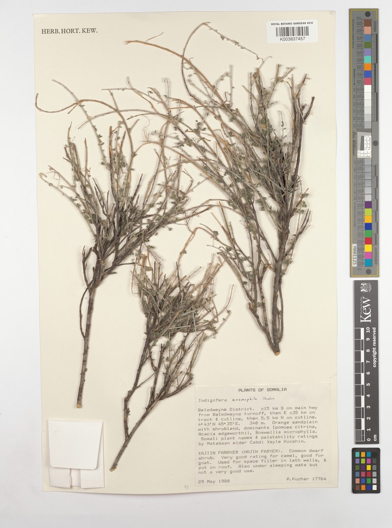 Indigofera eremophila