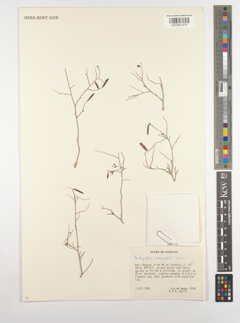 Indigofera eremophila photo 2