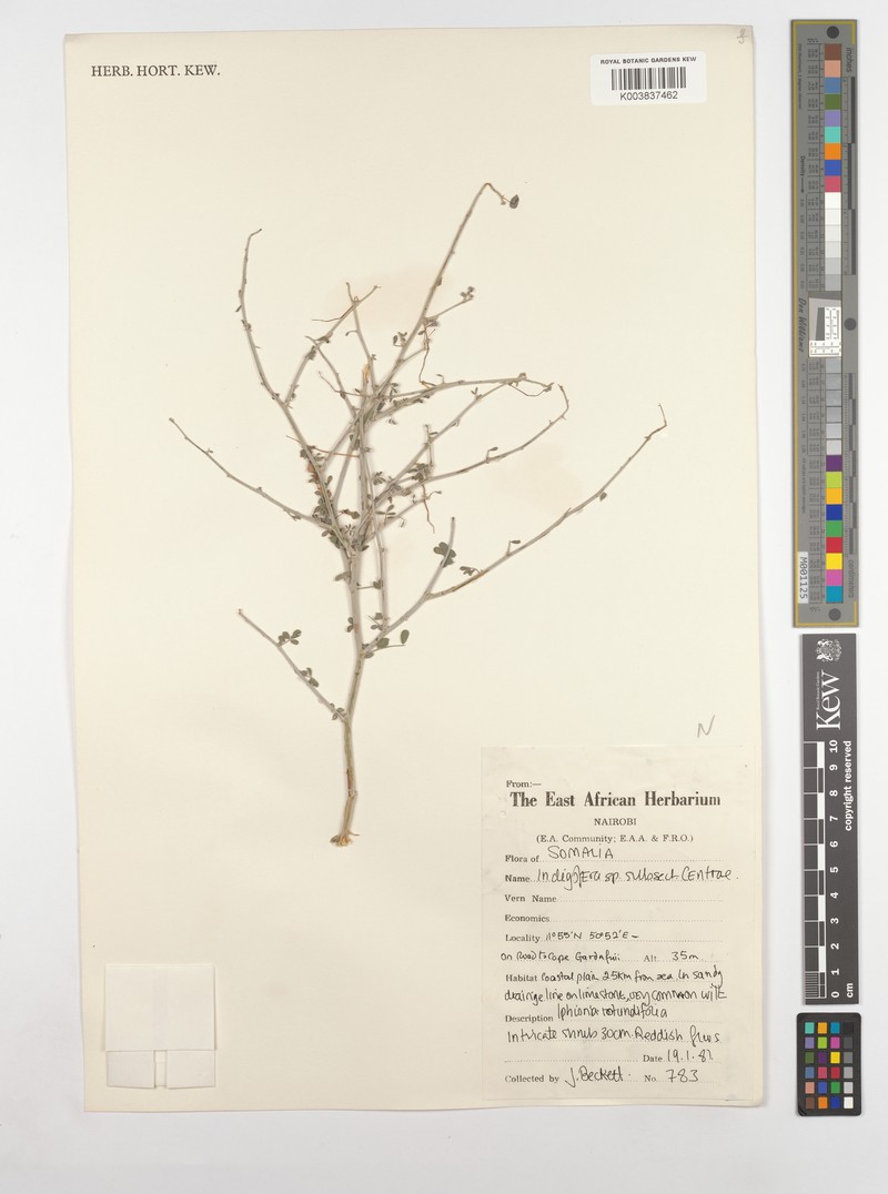 Indigofera eremophila photo 3
