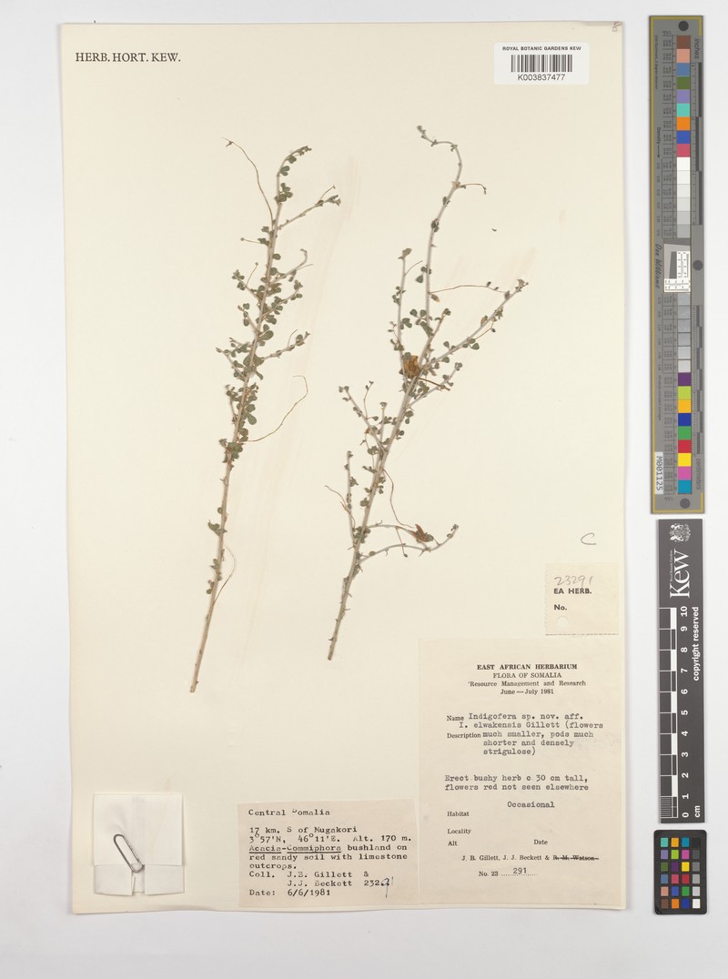 Indigofera eremophila photo 4