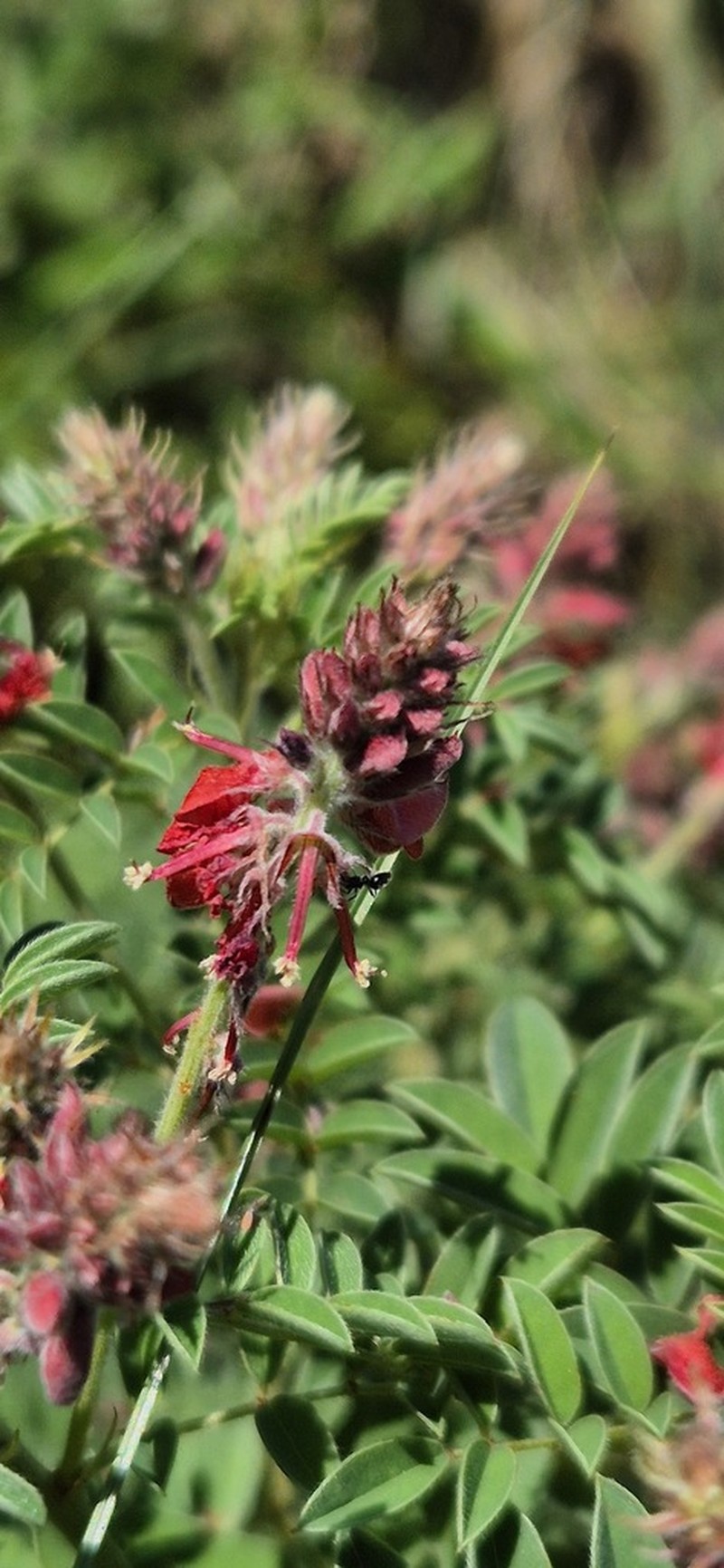 Indigofera eriocarpa