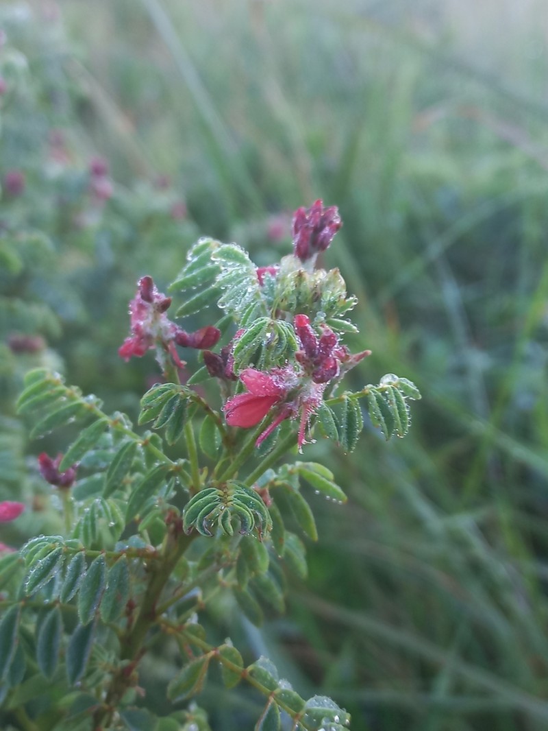 Indigofera eriocarpa photo 2