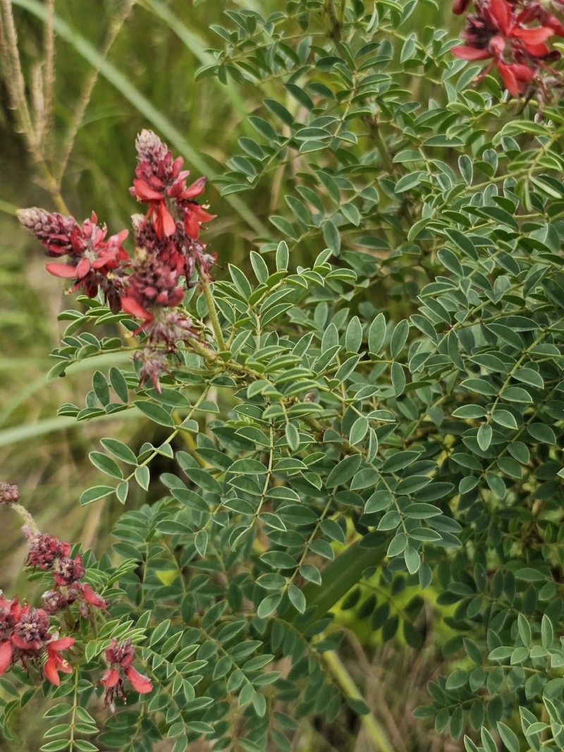 Indigofera eriocarpa photo 3