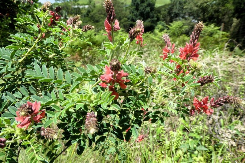 Indigofera eriocarpa photo 4