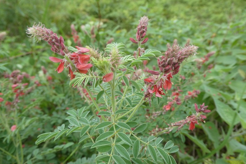 Indigofera eriocarpa photo 5