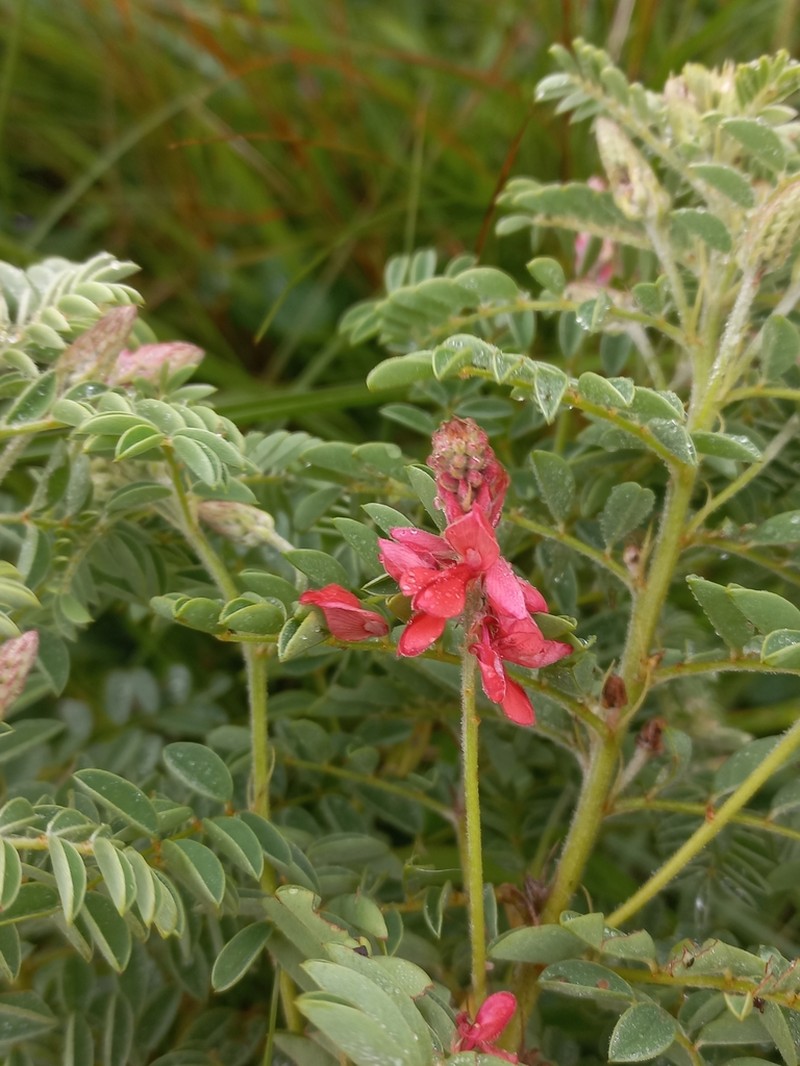 Indigofera eriocarpa photo 6