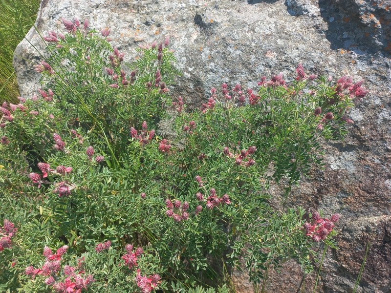 Indigofera eriocarpa photo 7