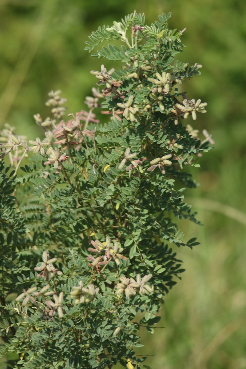 Indigofera eriocarpa photo 8