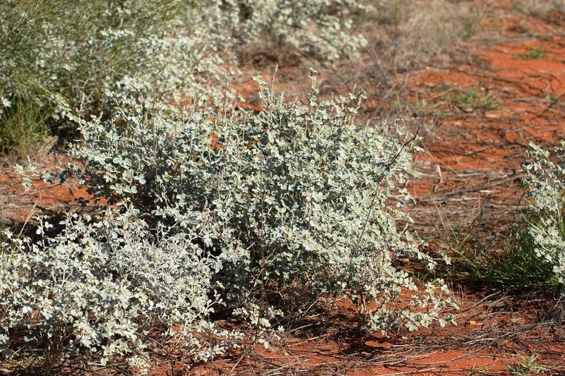 Indigofera eriophylla