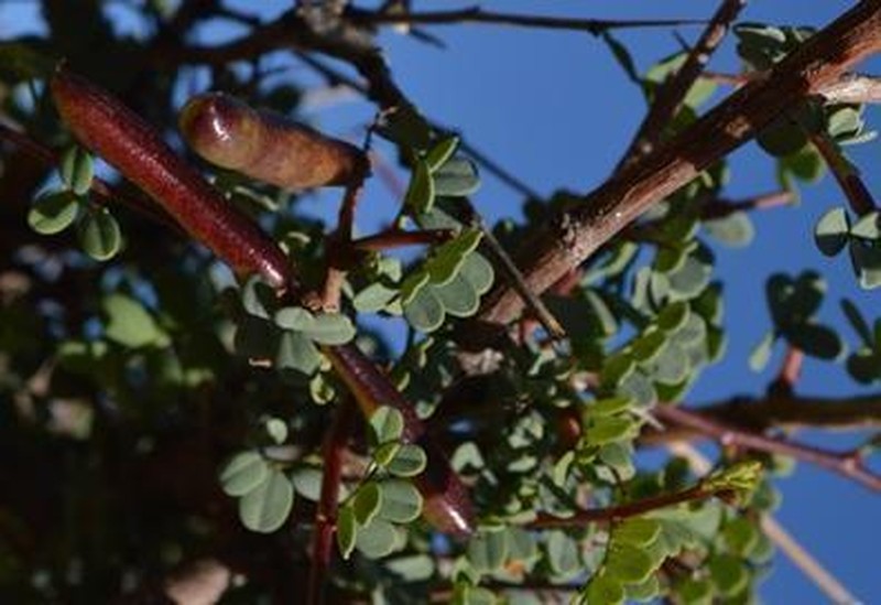 Indigofera ernstii