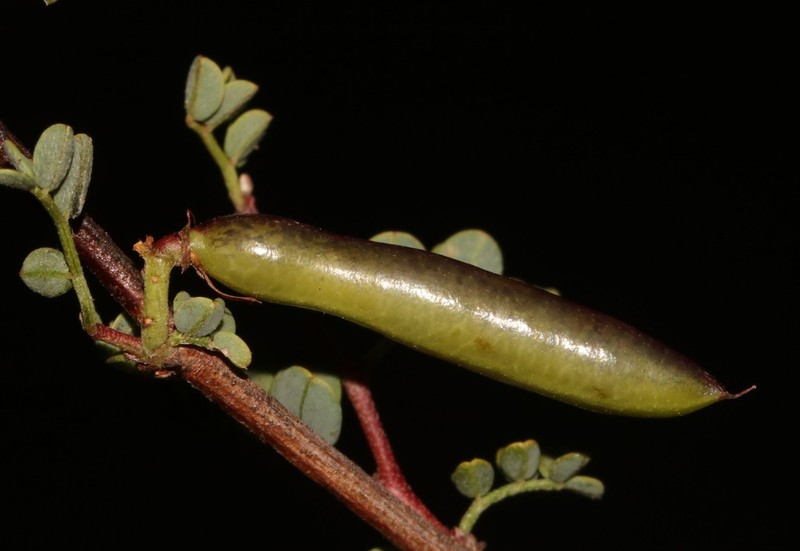 Indigofera ernstii photo 2