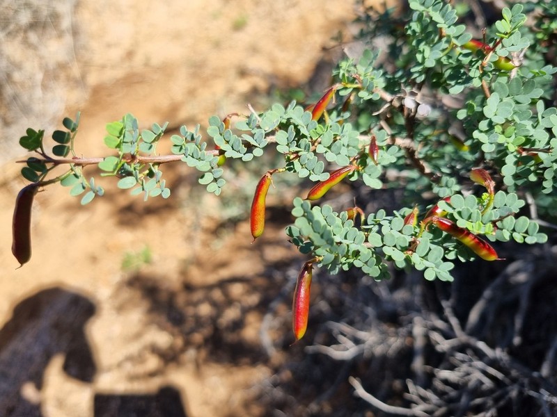 Indigofera ernstii photo 4