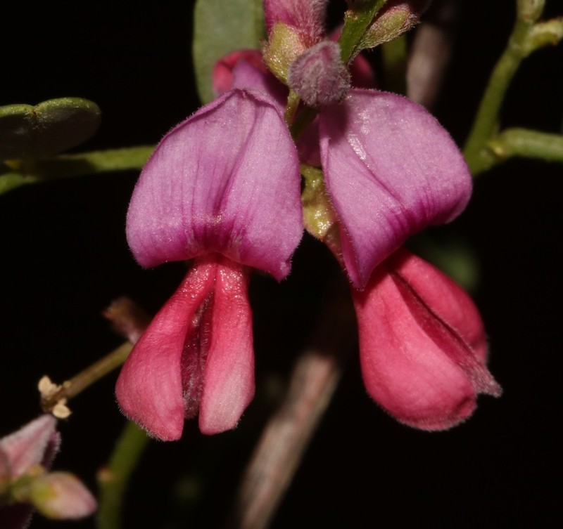 Indigofera ernstii photo 5