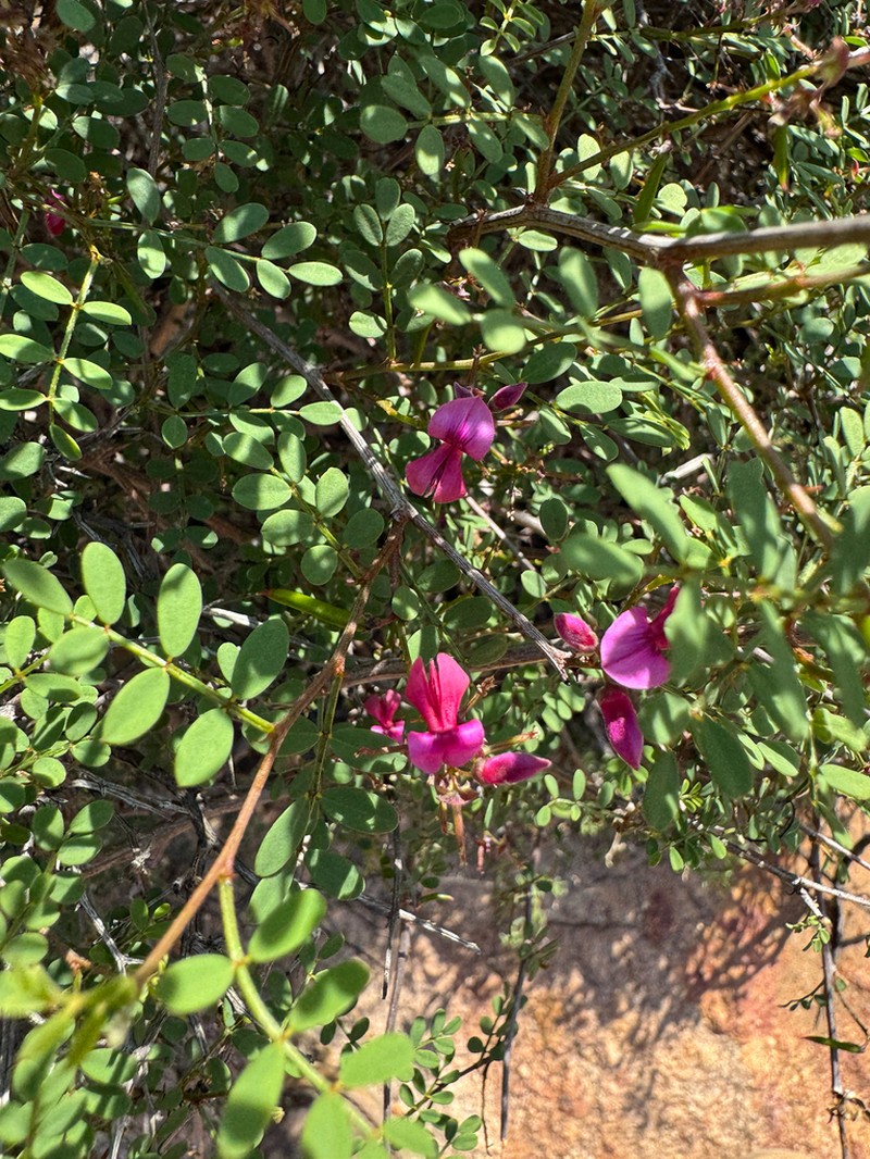 Indigofera ernstii photo 6