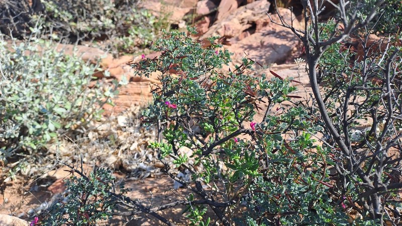 Indigofera ernstii photo 8