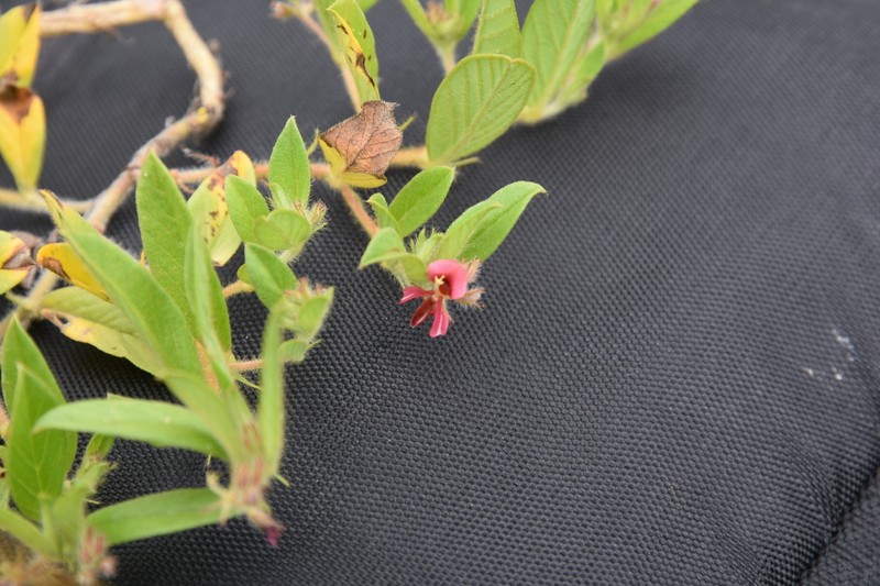 Indigofera erythrogramma photo 3