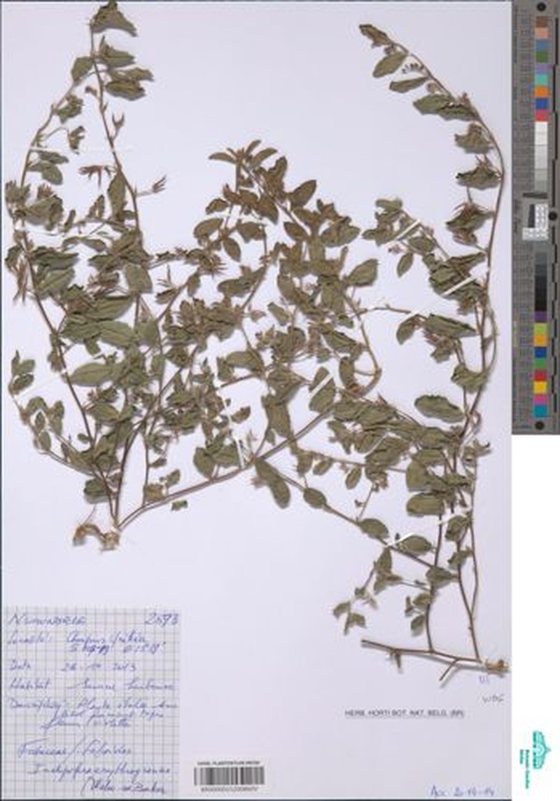 Indigofera erythrogramma photo 5