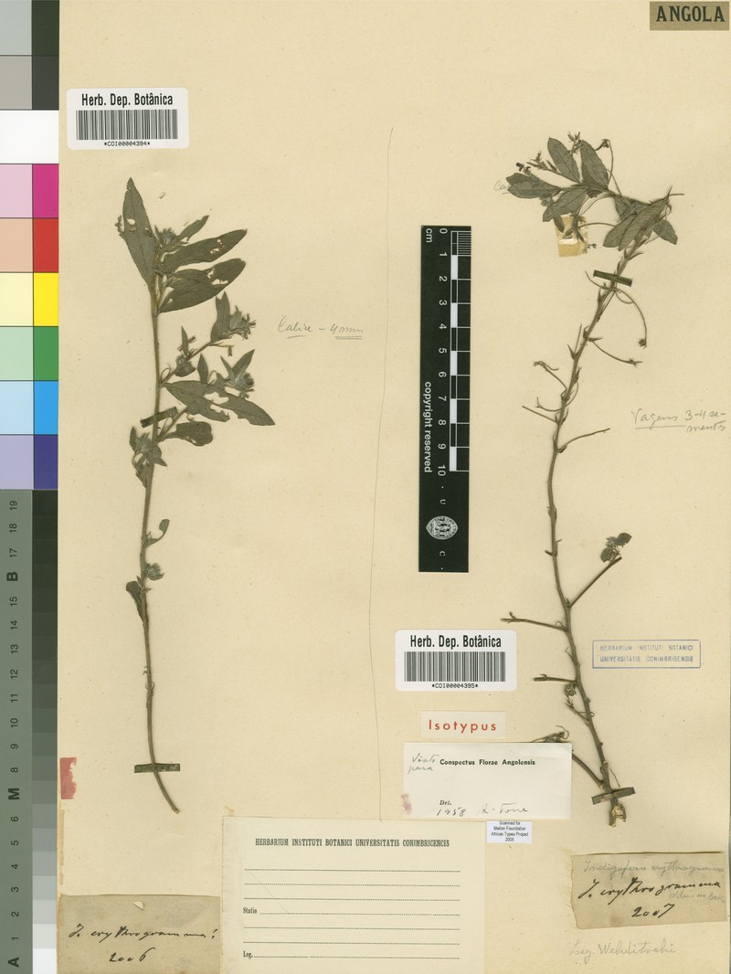 Indigofera erythrogramma