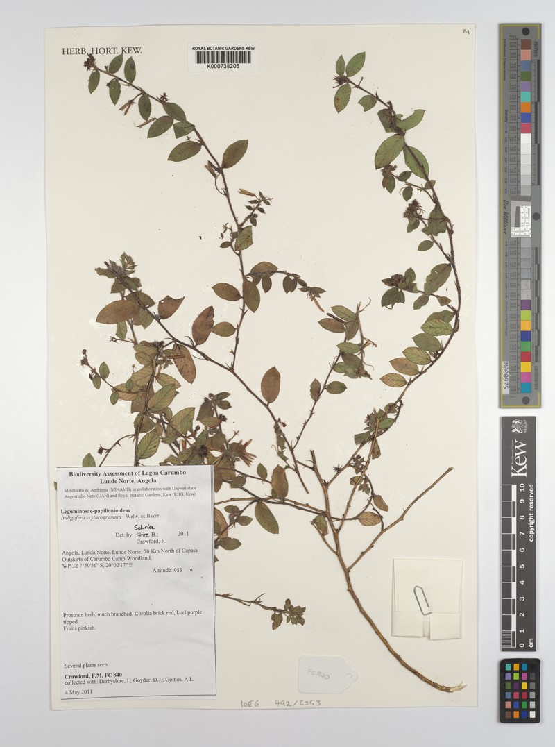 Indigofera erythrogramma subsp. erythrogramma