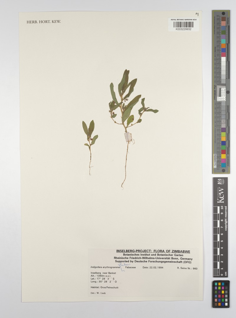 Indigofera erythrogramma subsp. erythrogramma photo 2