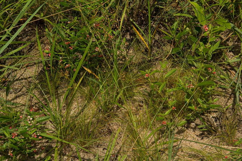 Indigofera erythrogramma subsp. lanceolata