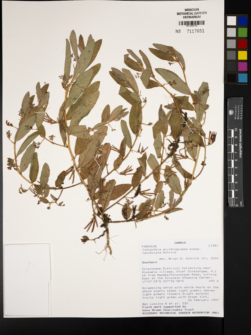 Indigofera erythrogramma subsp. lanceolata photo 2