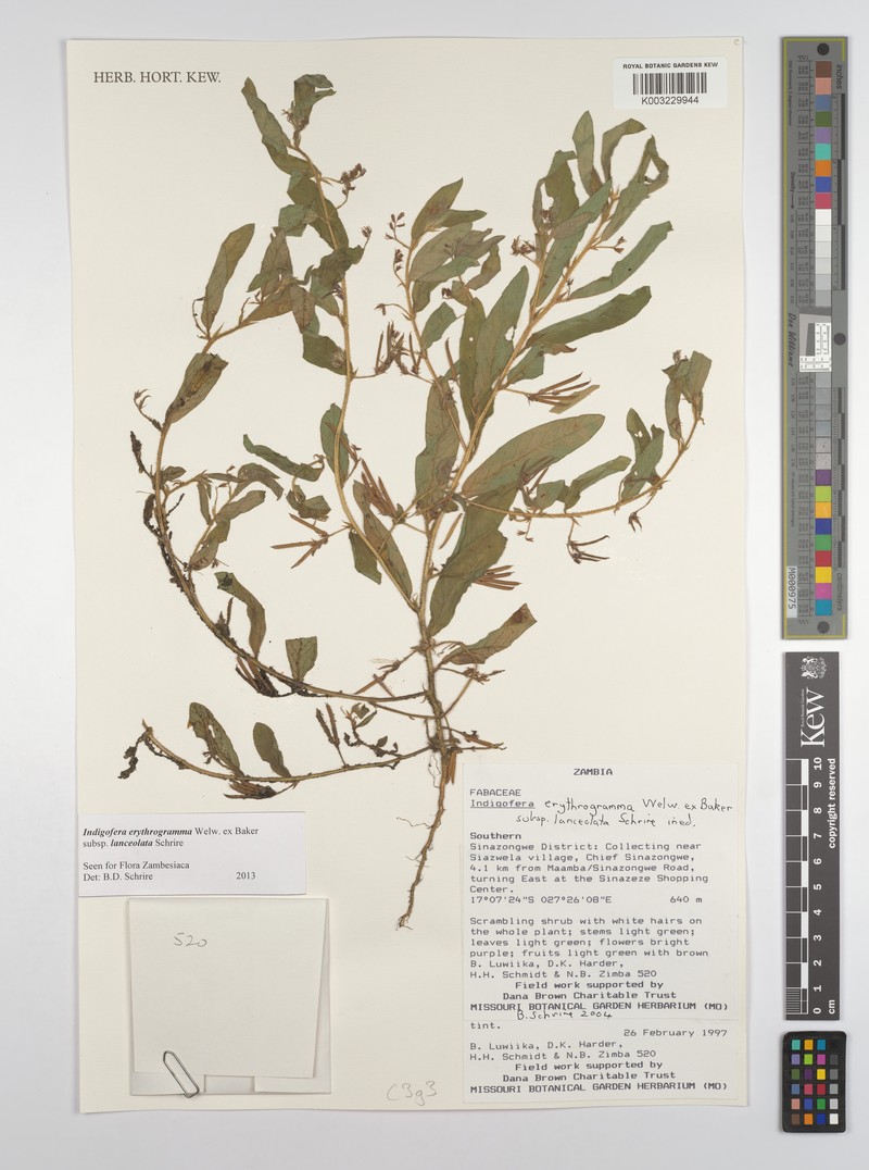 Indigofera erythrogramma subsp. lanceolata photo 3