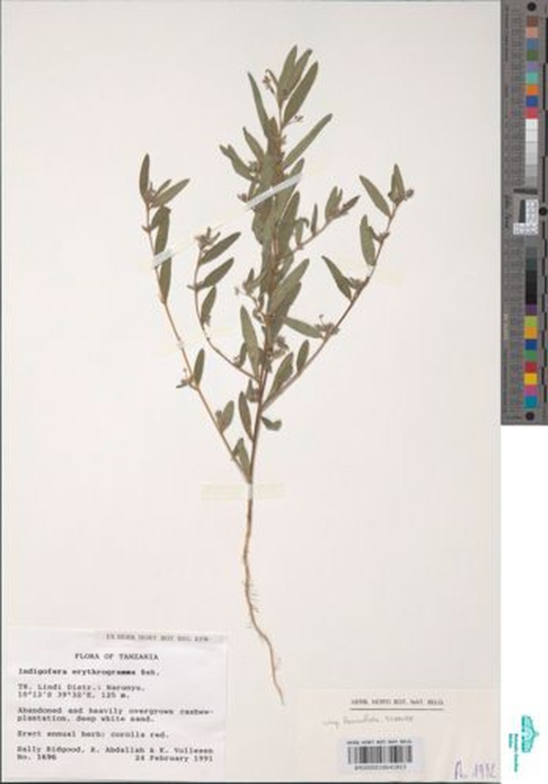 Indigofera erythrogramma subsp. lanceolata photo 4