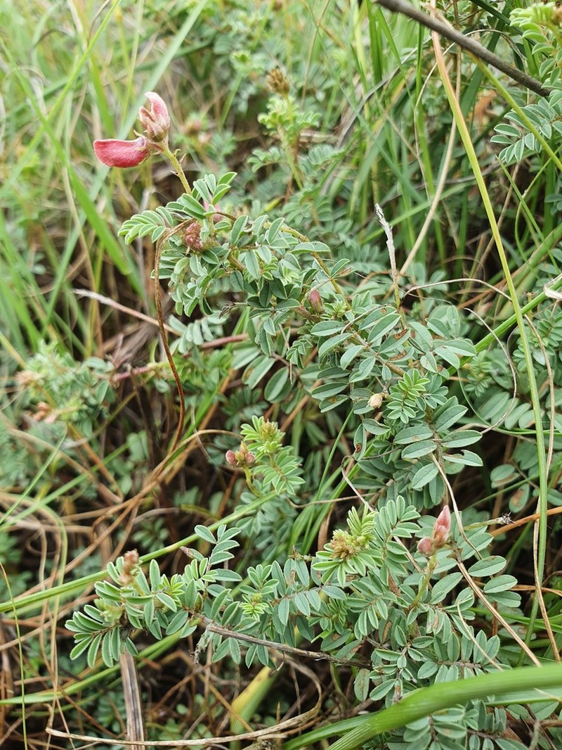 Indigofera evansiana