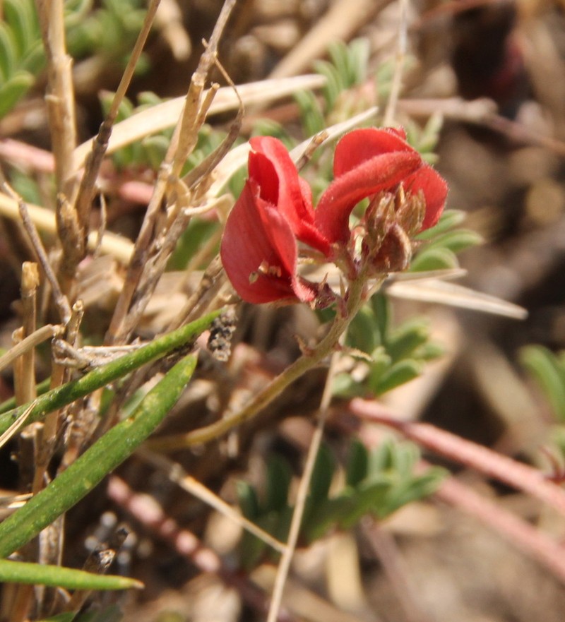 Indigofera evansiana photo 6