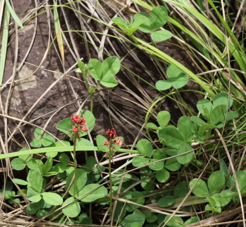 Indigofera evansii photo 2