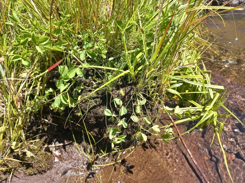 Indigofera evansii photo 3