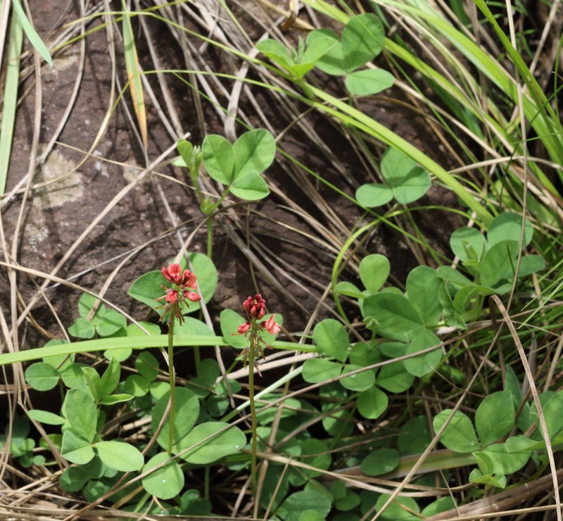 Indigofera evansii photo 4