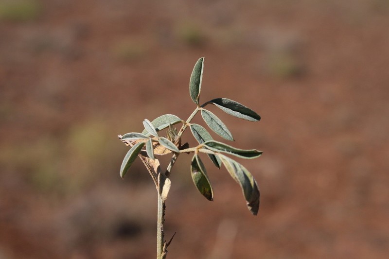 Indigofera ewartiana photo 2