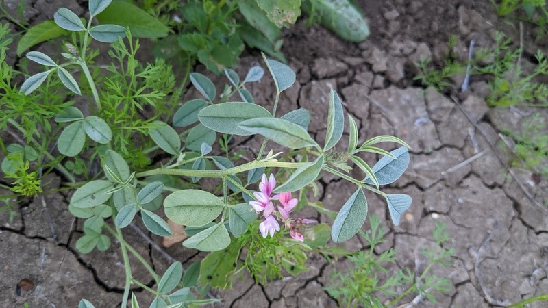 Indigofera ewartiana photo 3