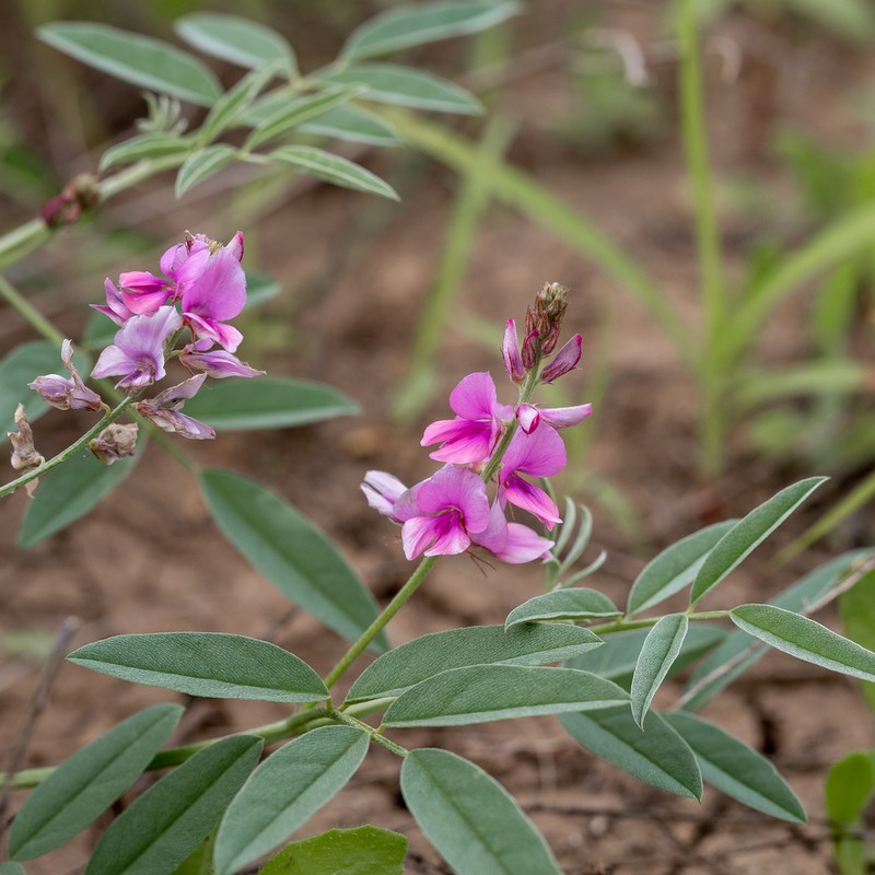 Indigofera ewartiana photo 4