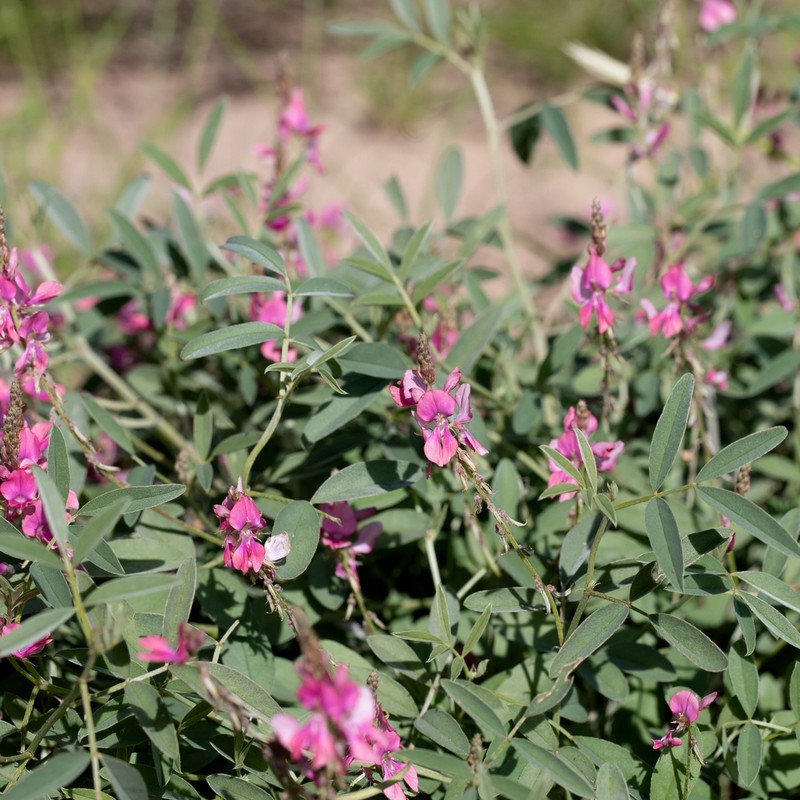 Indigofera ewartiana photo 5