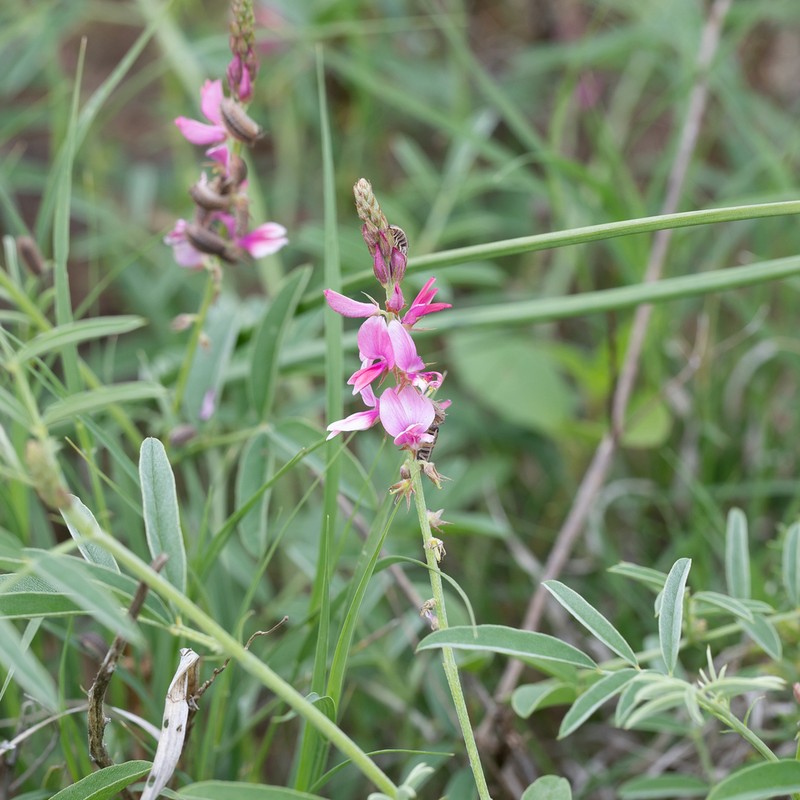 Indigofera ewartiana photo 6