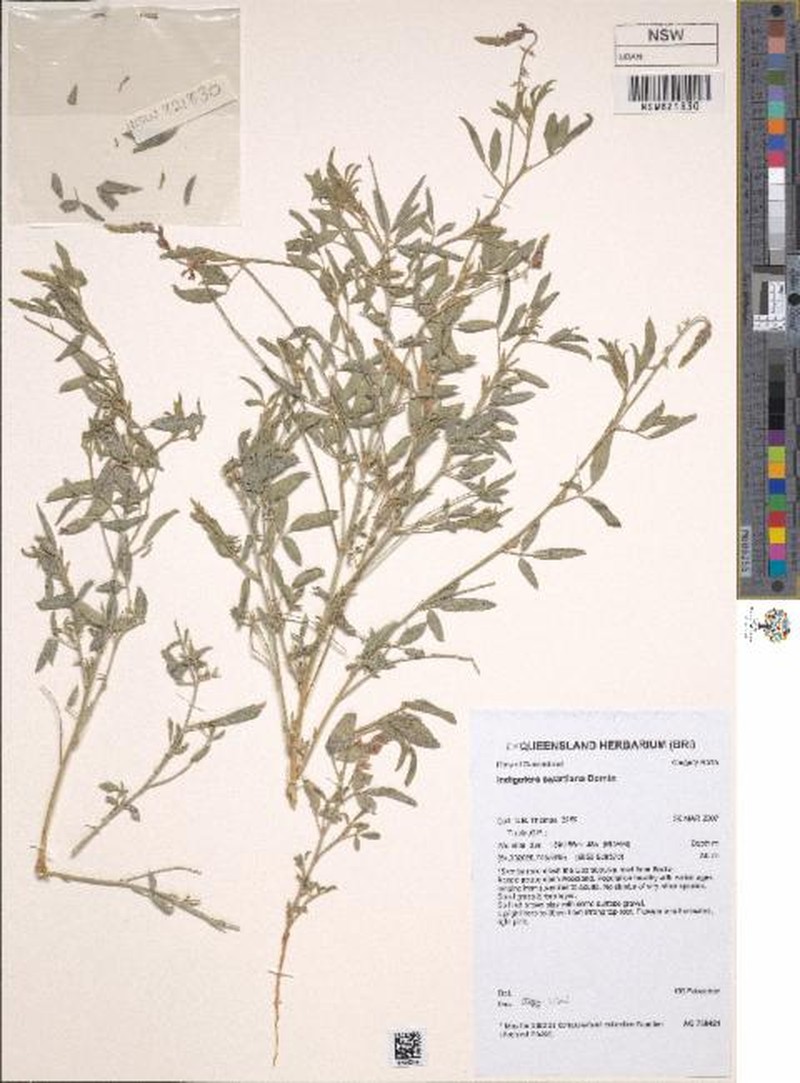 Indigofera ewartiana photo 7