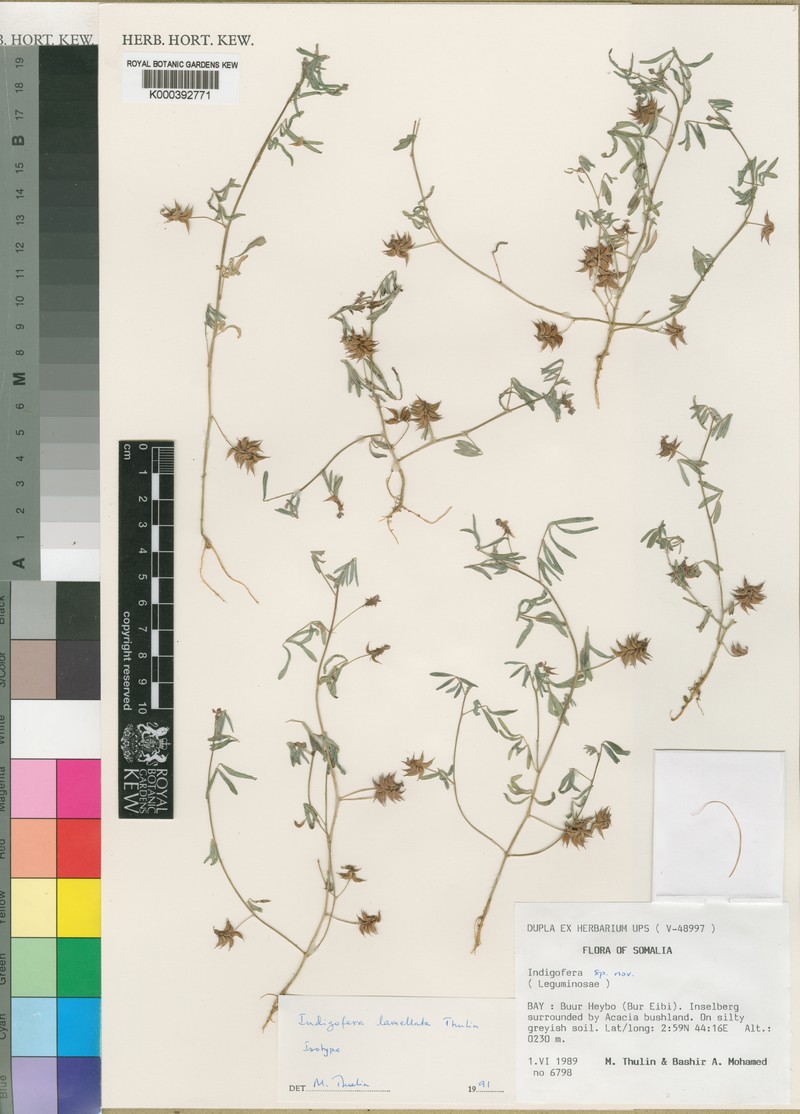 Indigofera exellii photo 2