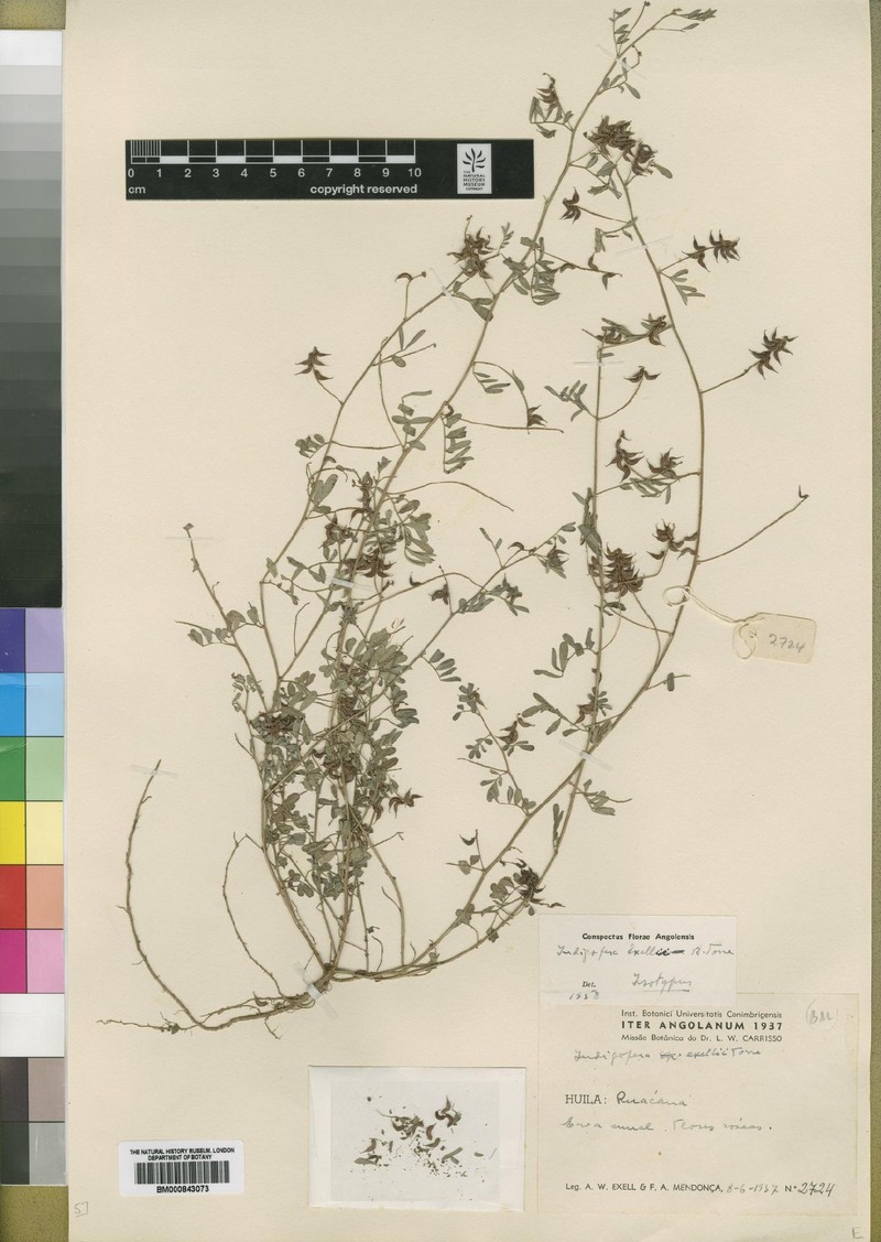 Indigofera exellii photo 3