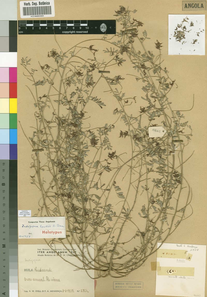 Indigofera exellii