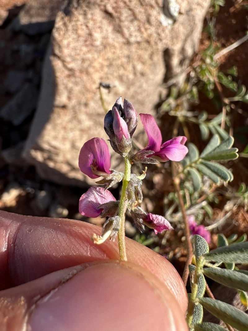 Indigofera exigua