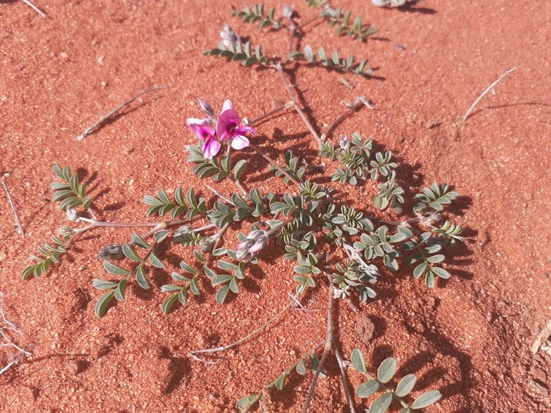Indigofera exigua photo 2